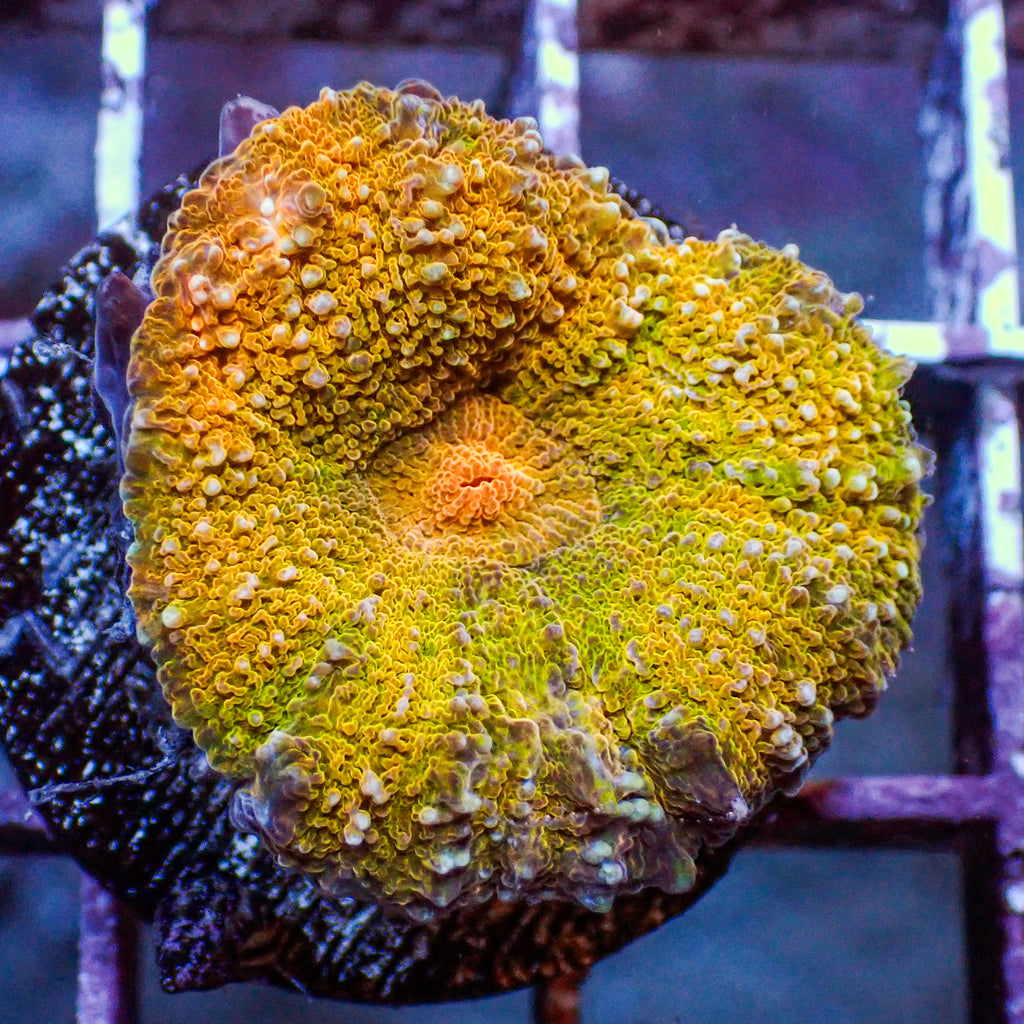 WYSIWYG Golden Starfire Acan Maxima - Corals Anonymous