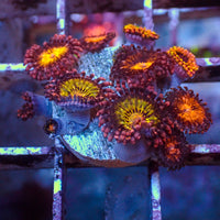 WYSIWYG Pandora Zoa Colony (10+ Polyps) - Corals Anonymous