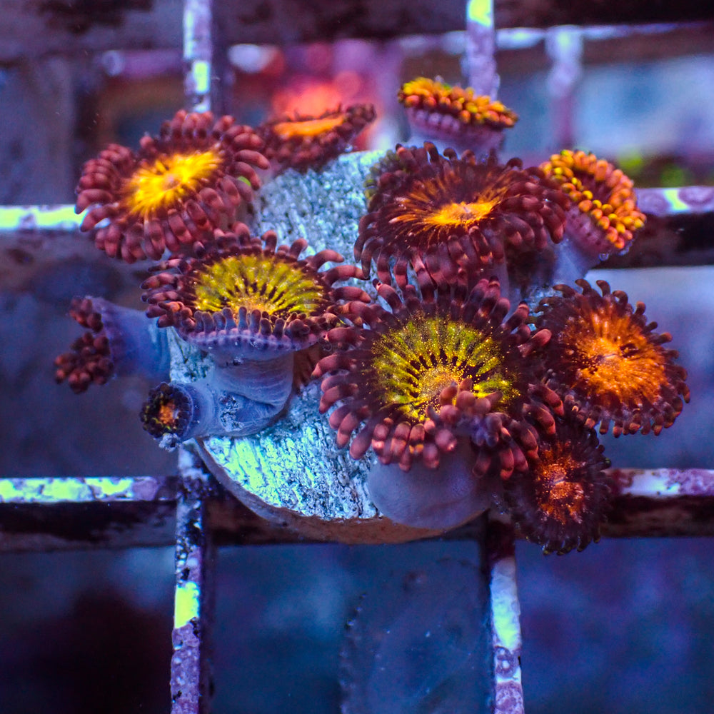 WYSIWYG Pandora Zoa Colony (10+ Polyps) - Corals Anonymous