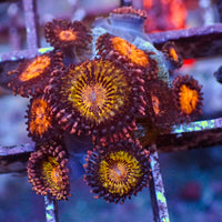 WYSIWYG Pandora Zoa Colony (10+ Polyps) - Corals Anonymous