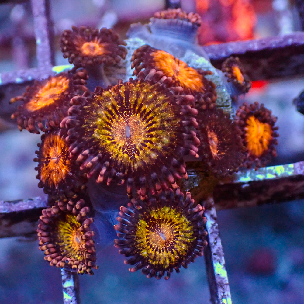 WYSIWYG Pandora Zoa Colony (10+ Polyps) - Corals Anonymous