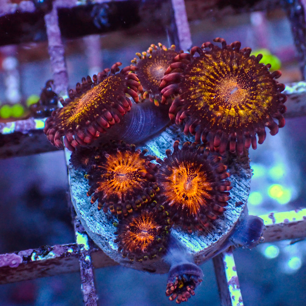 WYSIWYG Pandora Zoa Colony (8+ Polyps) - Corals Anonymous