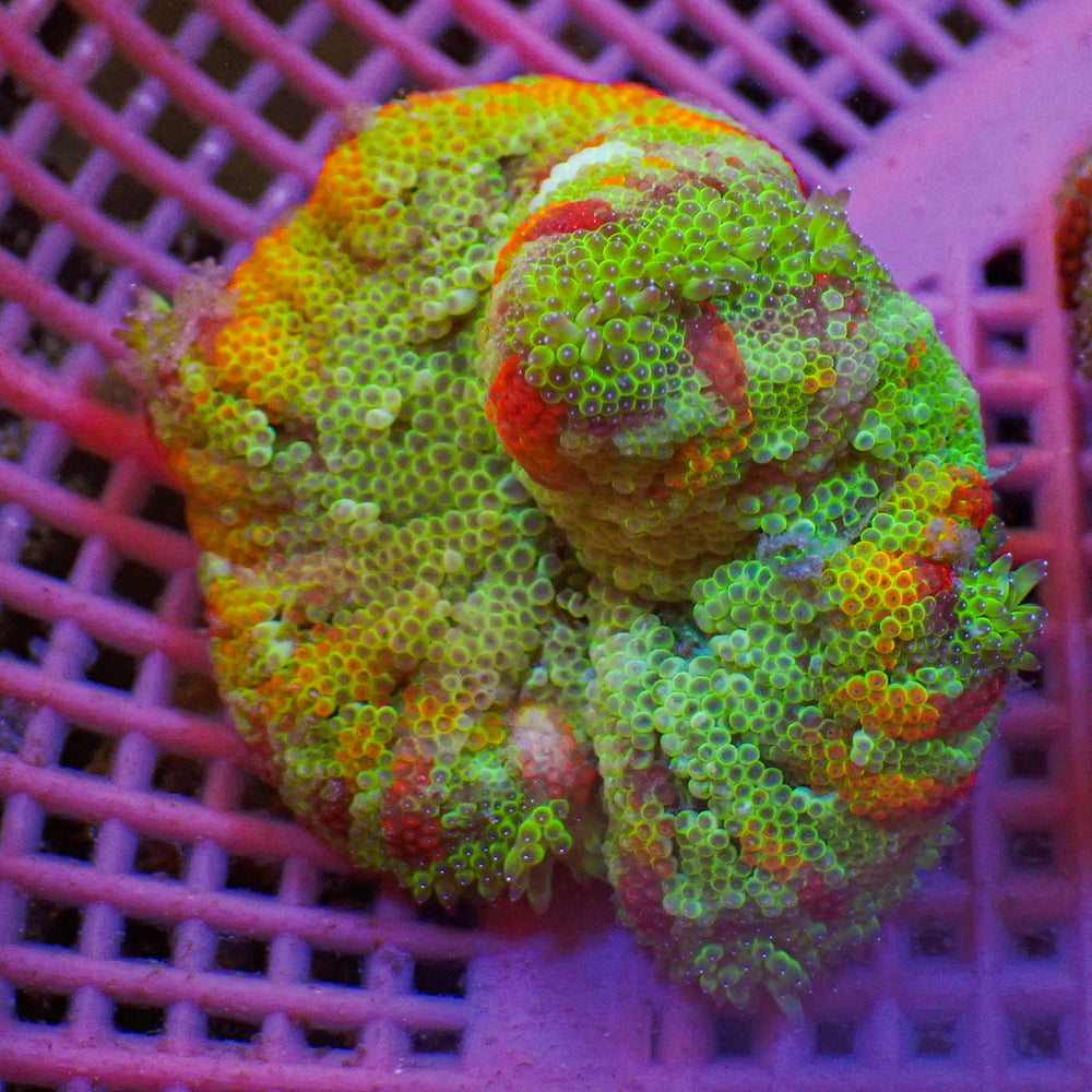 WYSIWYG Solarflare Rainbow Maxi Mini Carpet Anemone (2-3”)