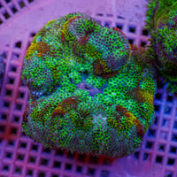 WYSIWYG Red Star Maxi Mini Carpet Anemone (2-3”)
