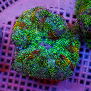 WYSIWYG Red Star Maxi Mini Carpet Anemone (2-3”)