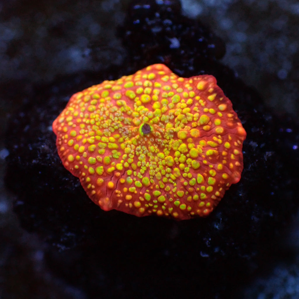 WYSIWYG Juicy Fruit Ultra Rainbow Discosoma Mushroom (Rare) - Corals Anonymous