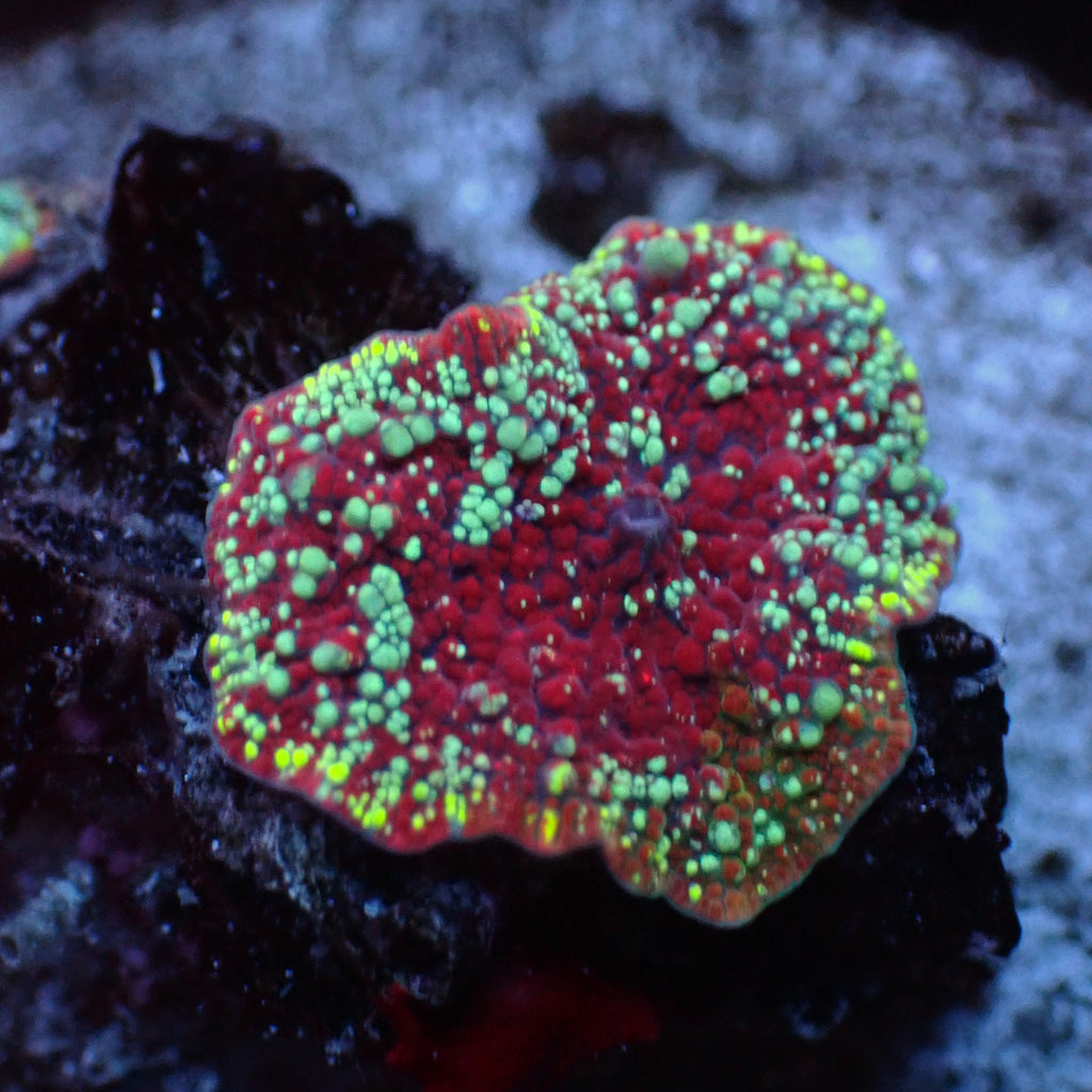 WYSIWYG Red Devil Jawbreaker Discosoma Mushroom - Corals Anonymous