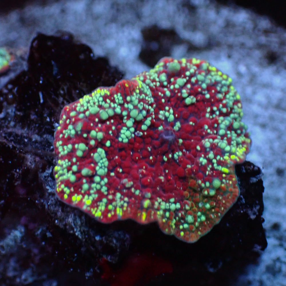 WYSIWYG Red Devil Jawbreaker Discosoma Mushroom - Corals Anonymous