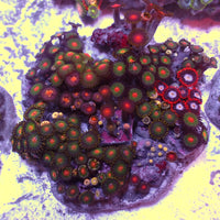 WYSIWYG Rainbow Zoa Combo Colony - Corals Anonymous