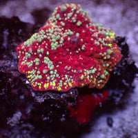 WYSIWYG Red Devil Jawbreaker Discosoma Mushroom - Corals Anonymous