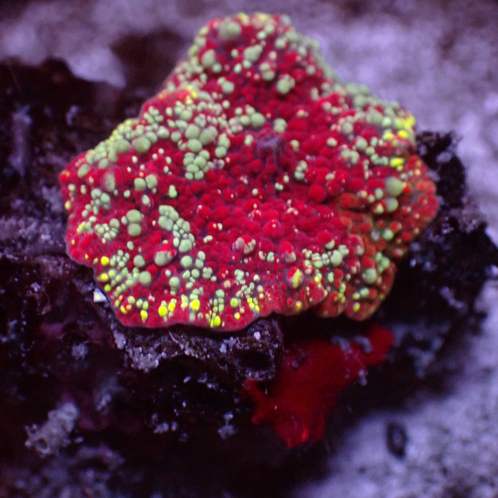 WYSIWYG Red Devil Jawbreaker Discosoma Mushroom - Corals Anonymous