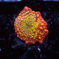 WYSIWYG Juicy Fruit Ultra Rainbow Discosoma Mushroom (Rare) - Corals Anonymous