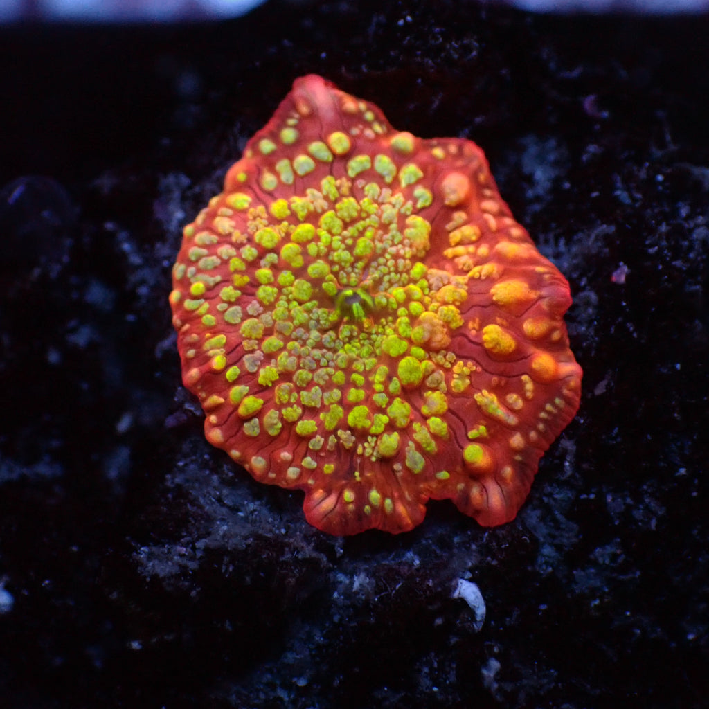 WYSIWYG Juicy Fruit Ultra Rainbow Discosoma Mushroom (Rare) - Corals Anonymous