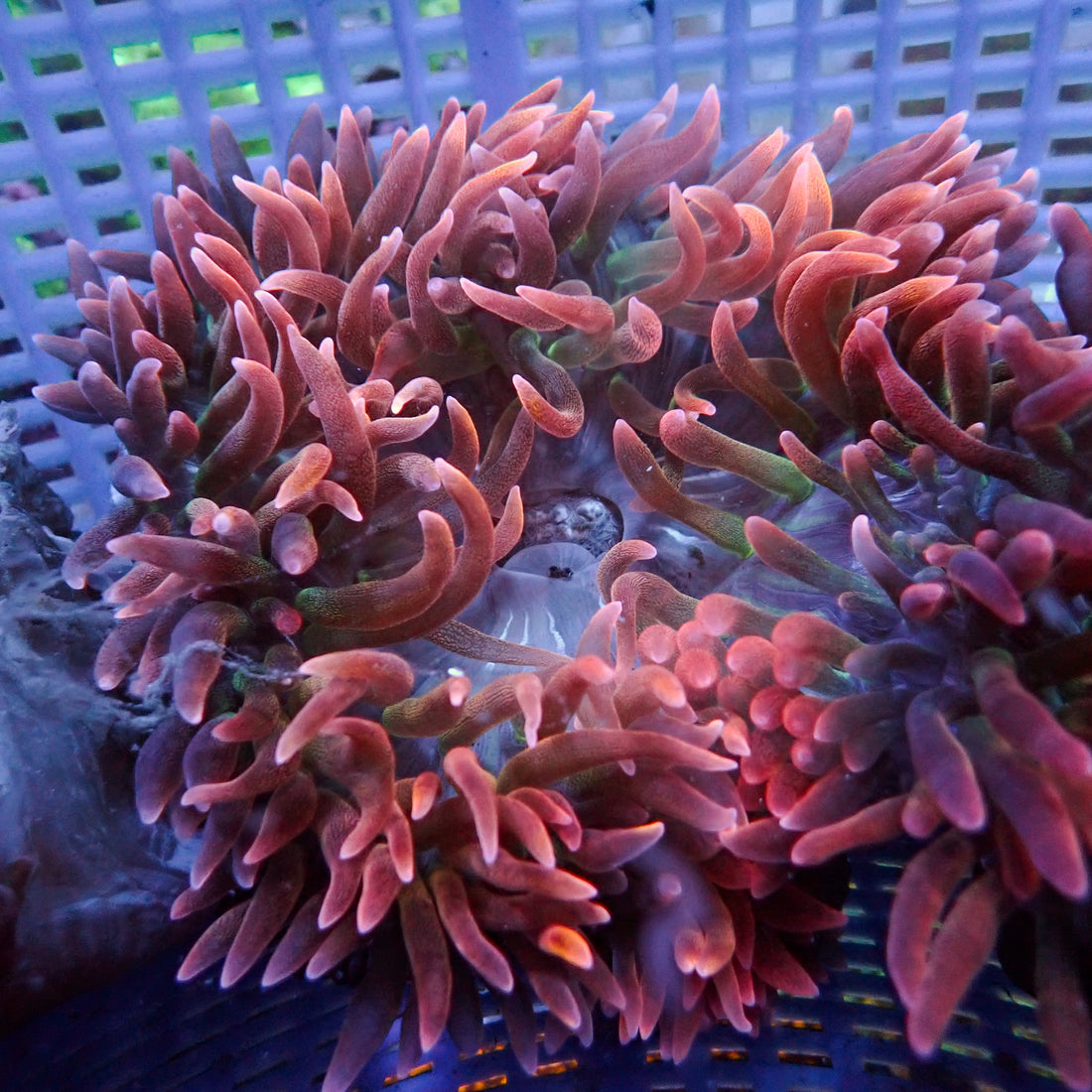 Wine Rainbow Bubble Tip Anemone - Corals Anonymous