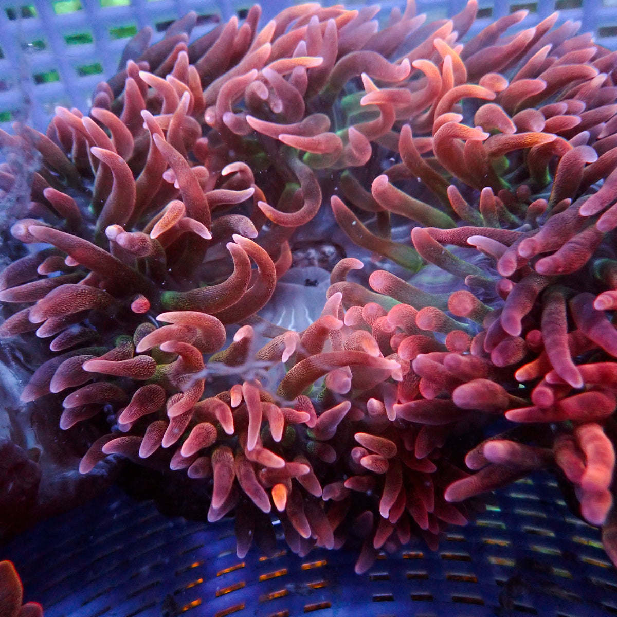 Wine Rainbow Bubble Tip Anemone - Corals Anonymous