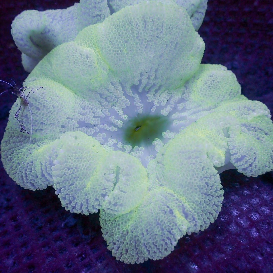 Neon Snow Haddoni Carpet Anemone - Corals Anonymous