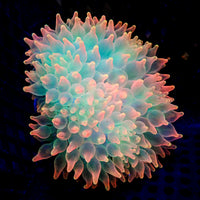 Ultra Rainbow Skittle Pop Bubble Tip Anemone
