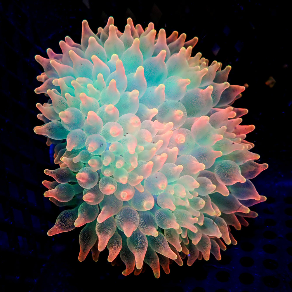 Ultra Rainbow Skittle Pop Bubble Tip Anemone