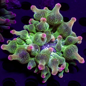 ECC Nexus Joker Bubble Tip Anemone (1.5-2")