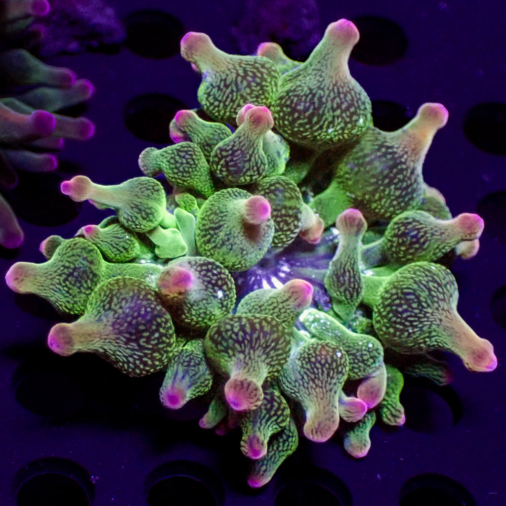 ECC Nexus Joker Bubble Tip Anemone (1.5-2