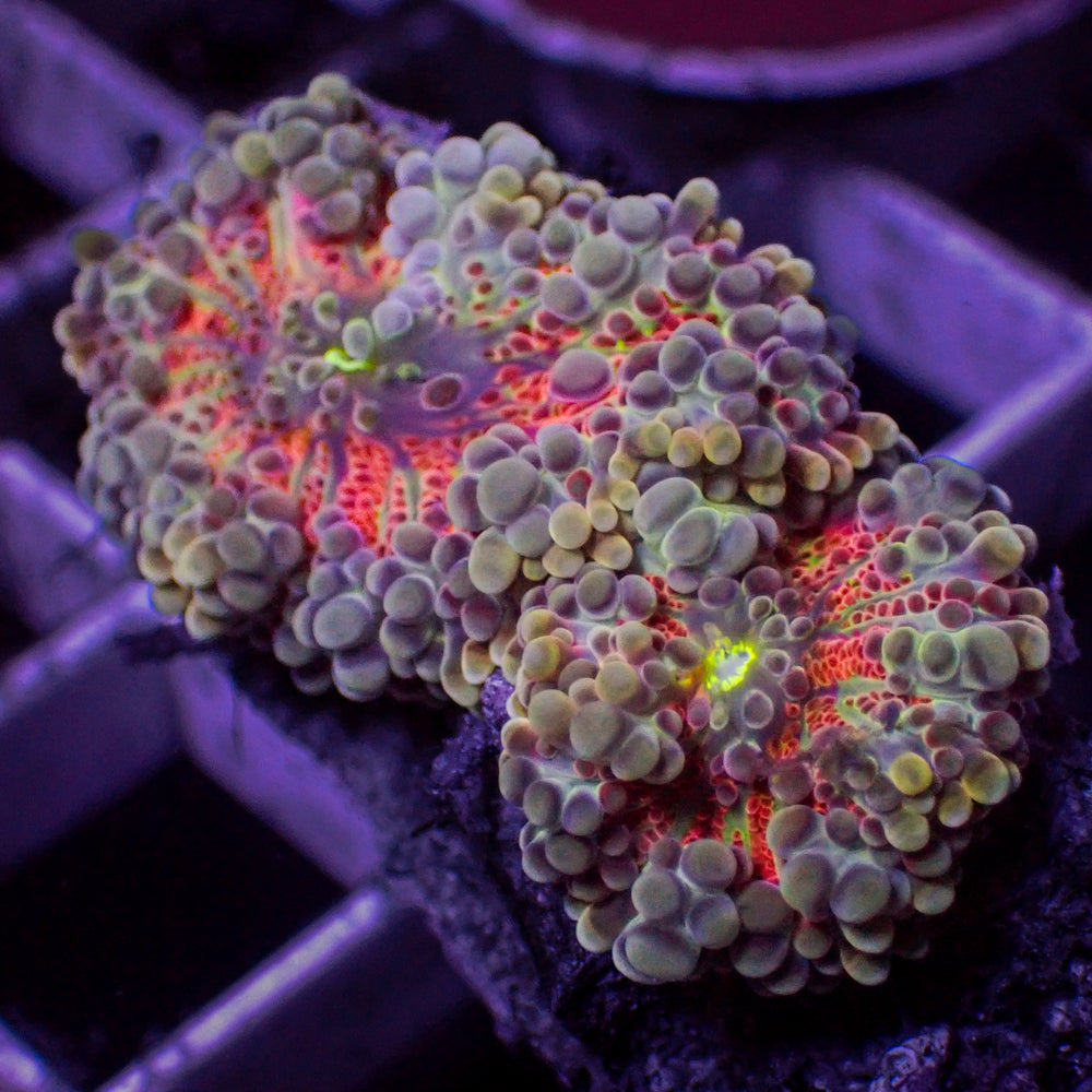 WYSIWYG Red Charm Yuma Mushrooms (2 Polyps)