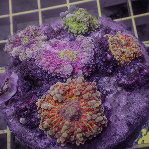 WYSIWYG Rainbow Yuma Mushroom Combo Colony (7 Polyps)