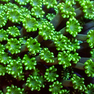 Aussie Spearmint Alveopora (0.5-1” Frag)