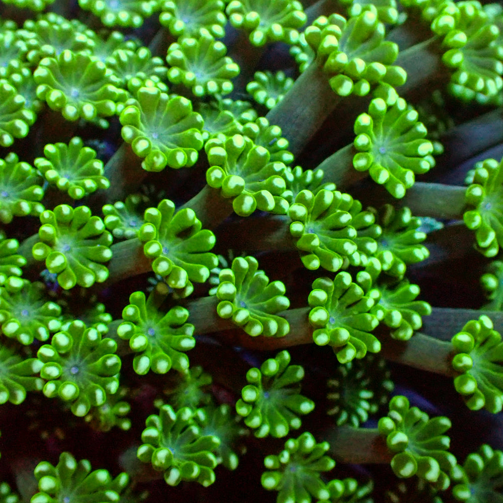 Aussie Spearmint Alveopora (0.5-1” Frag)