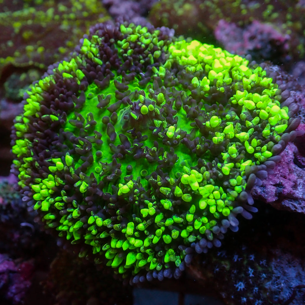 WYSIWYG Ultra Aussie Nuclear Green Magic Carpet Mushroom (1-2") - Corals Anonymous