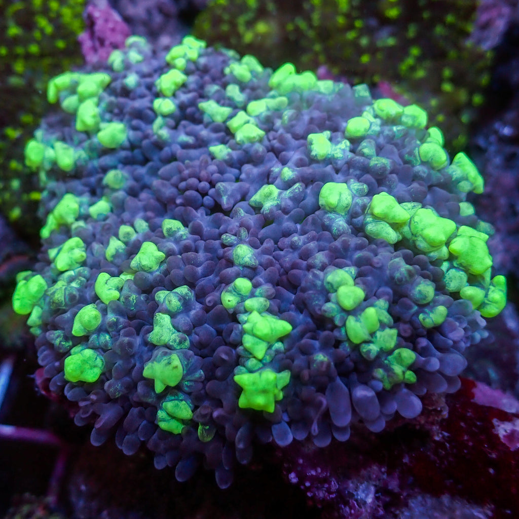 WYSIWYG Aussie Neon Mystic Magic Carpet Mushroom (1-2") - Corals Anonymous