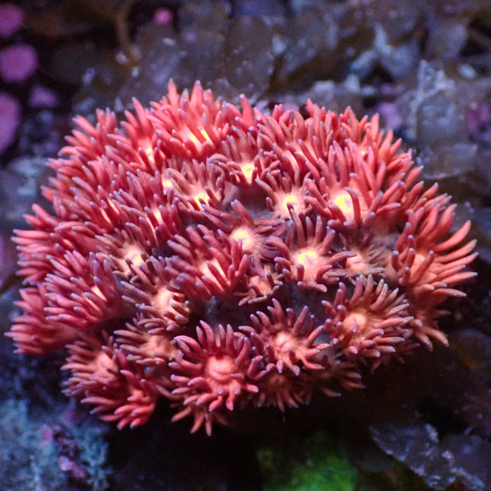 WYSIWYG Pink Tip Peach Goniopora Colony (0.5-1