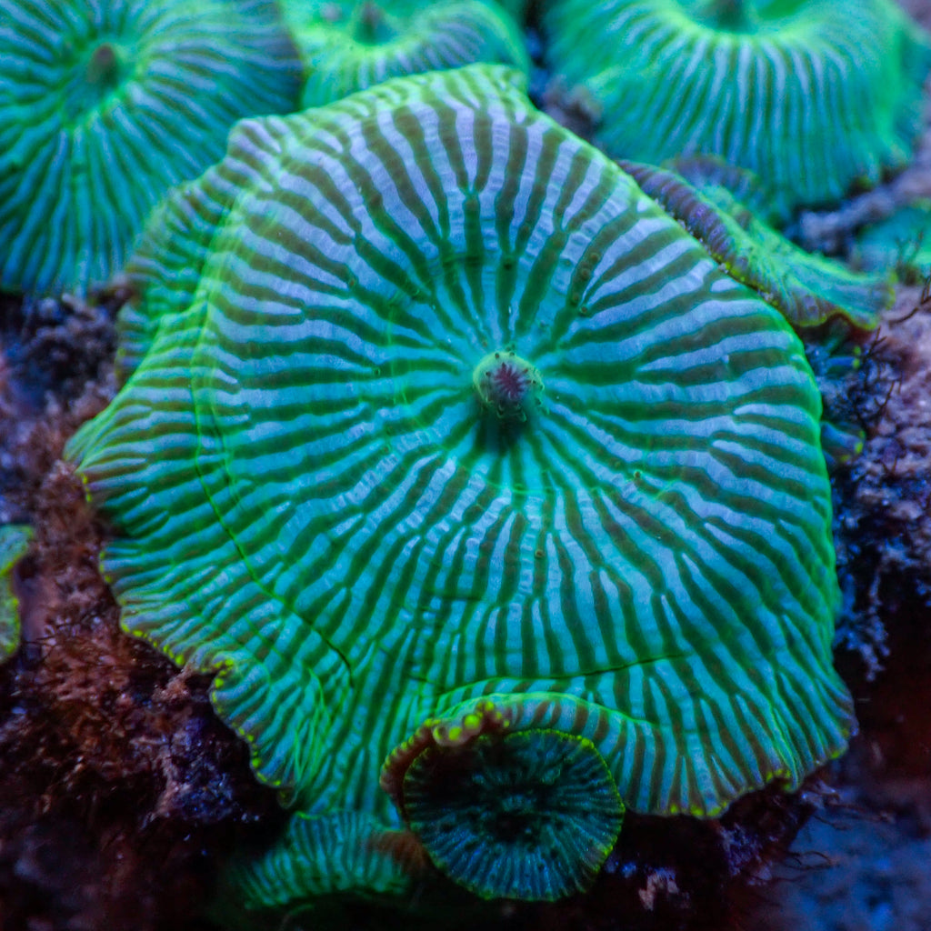 Watermelon Discosoma Mushroom - Corals Anonymous