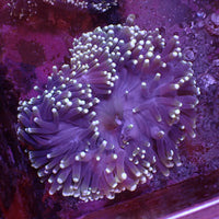 WYSIWYG White Tip Purple Ritteri Anemone (5-6”)