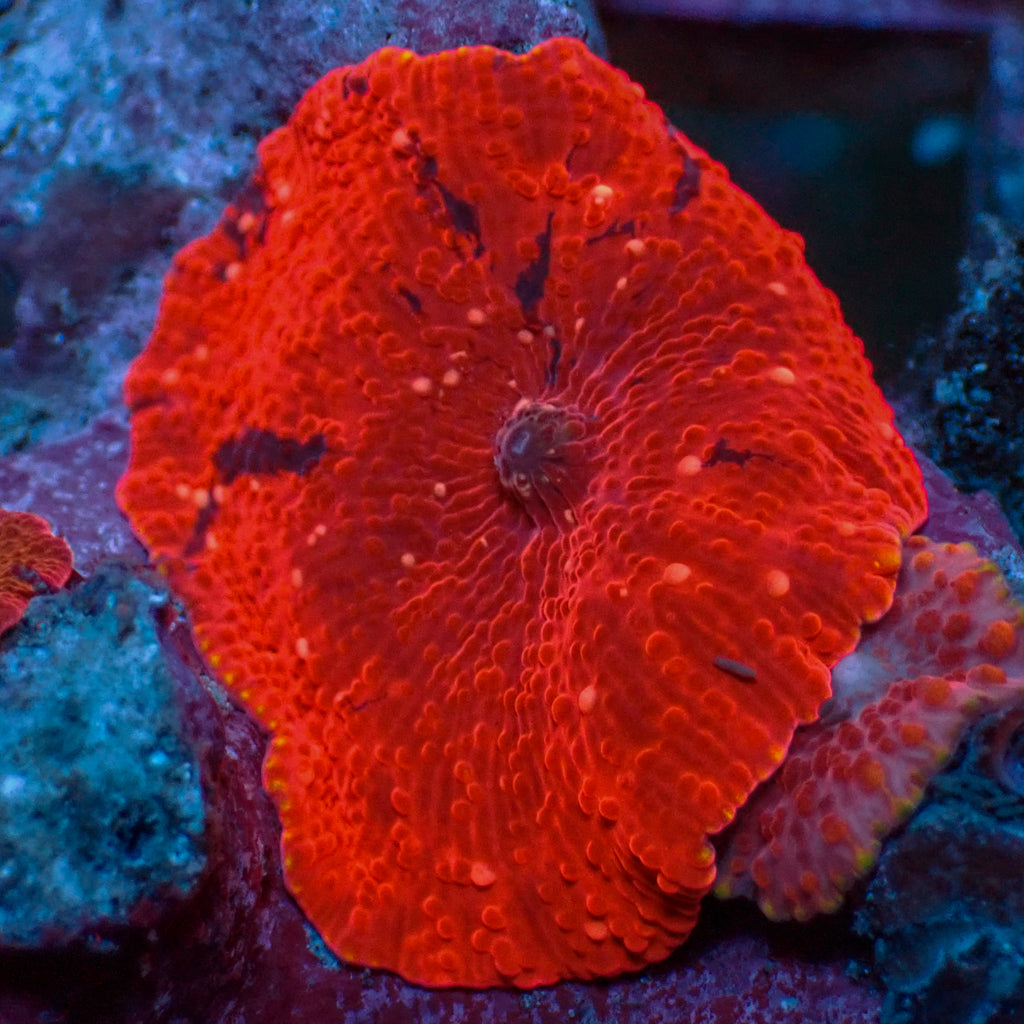 WYSIWYG Deadpool Jawbreaker Mushroom - Corals Anonymous