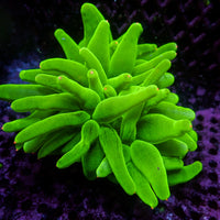Starlight Bubble Tip Anemone - Corals Anonymous

