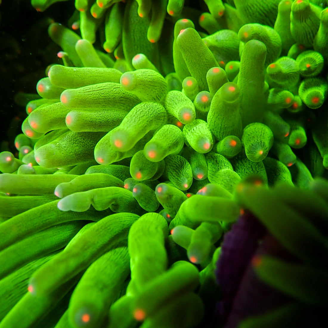 Starlight Bubble Tip Anemone - Corals Anonymous
