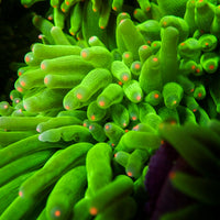 Starlight Bubble Tip Anemone - Corals Anonymous
