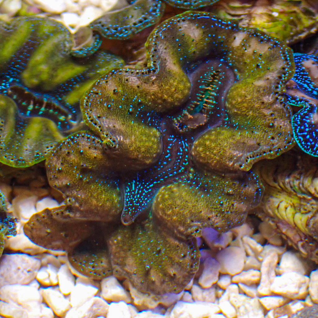 WYSIWYG Ultra Gold Rim Blue Tridacna Crocea Clam (1.5-2") (Aquaculture) - Corals Anonymous