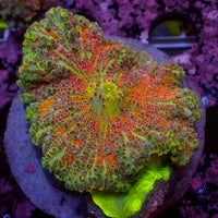 WYSIWYG Large Ultra Rainbow Tropic Punch Yuma Mushroom (2-3")