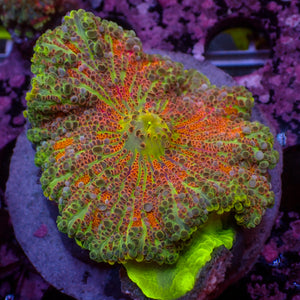 WYSIWYG Large Ultra Rainbow Tropic Punch Yuma Mushroom (2-3")
