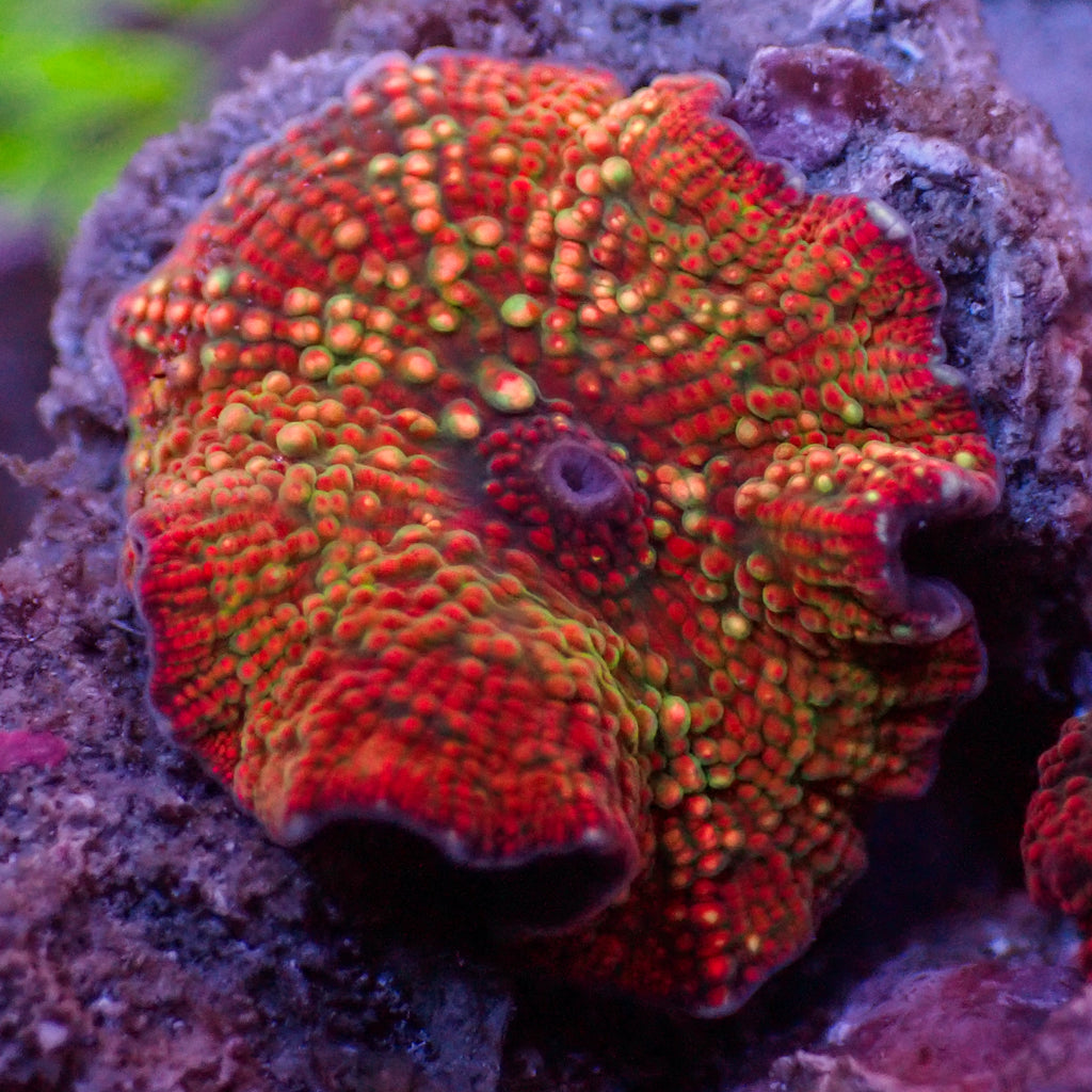 WYSIWYG Watermelon Swirl Jawbreaker Discosoma Mushroom - Corals Anonymous