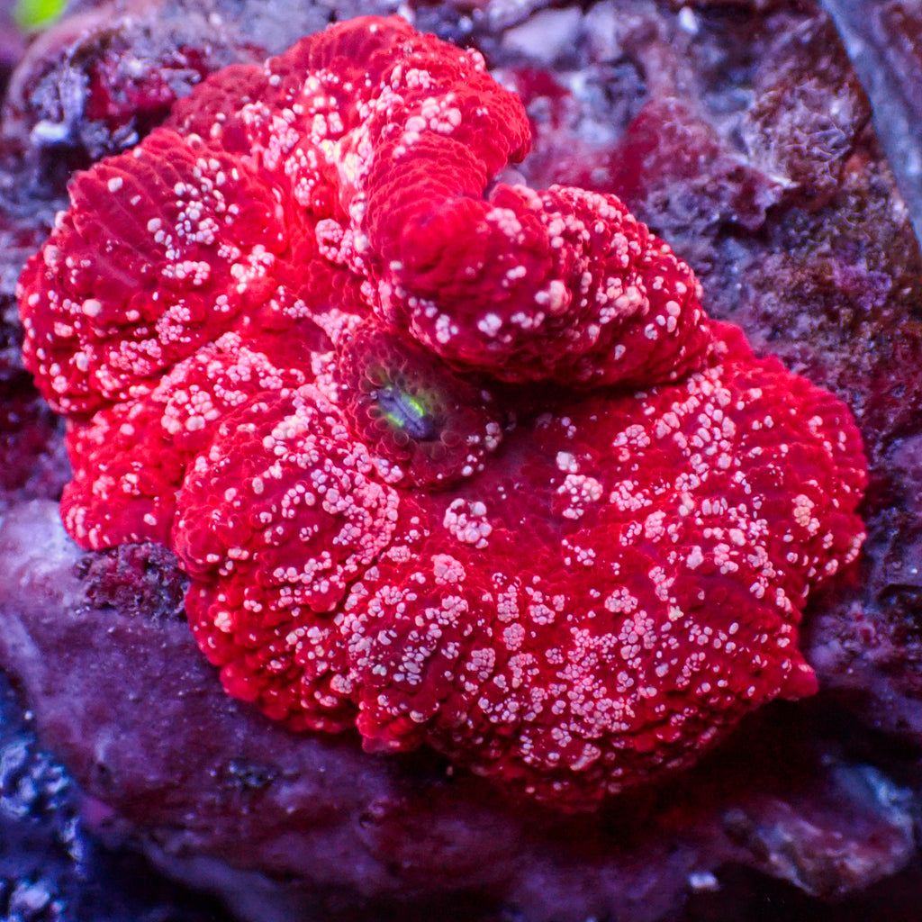 WYSIWYG Pink Speckled Bright Red Discosoma Mushroom - Corals Anonymous