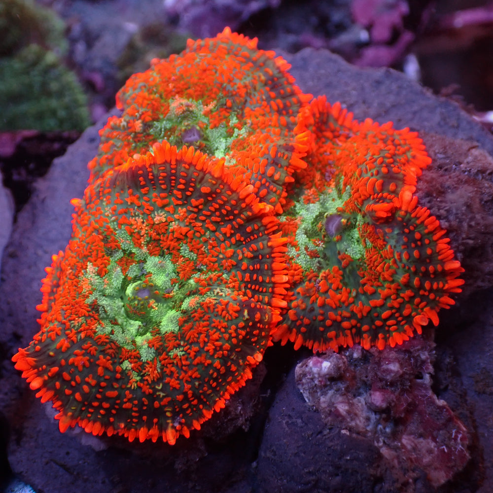 WYSIWYG Sunset Picasso Rhodactis Mushroom Colony (3 Polyps)