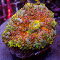 WYSIWYG Large Ultra Rainbow Tropic Punch Yuma Mushroom (1-2")