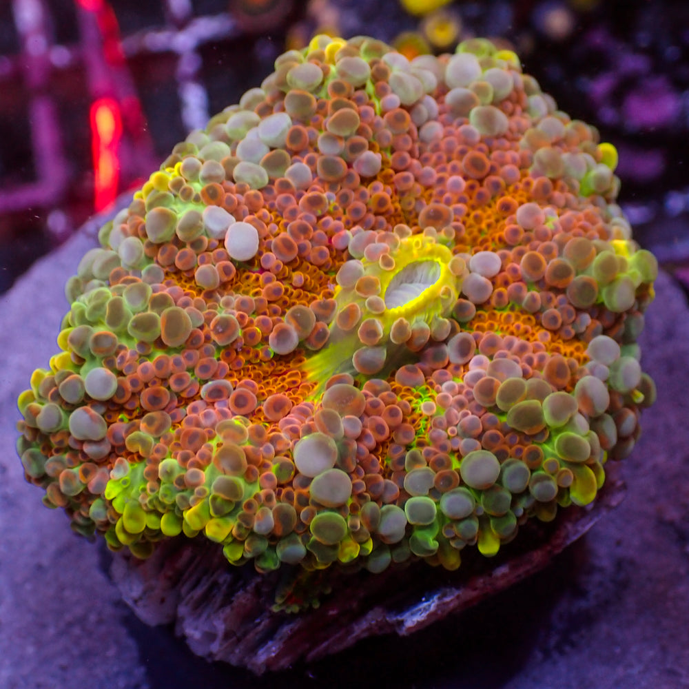 WYSIWYG Large Ultra Rainbow Tropic Punch Yuma Mushroom (1-2
