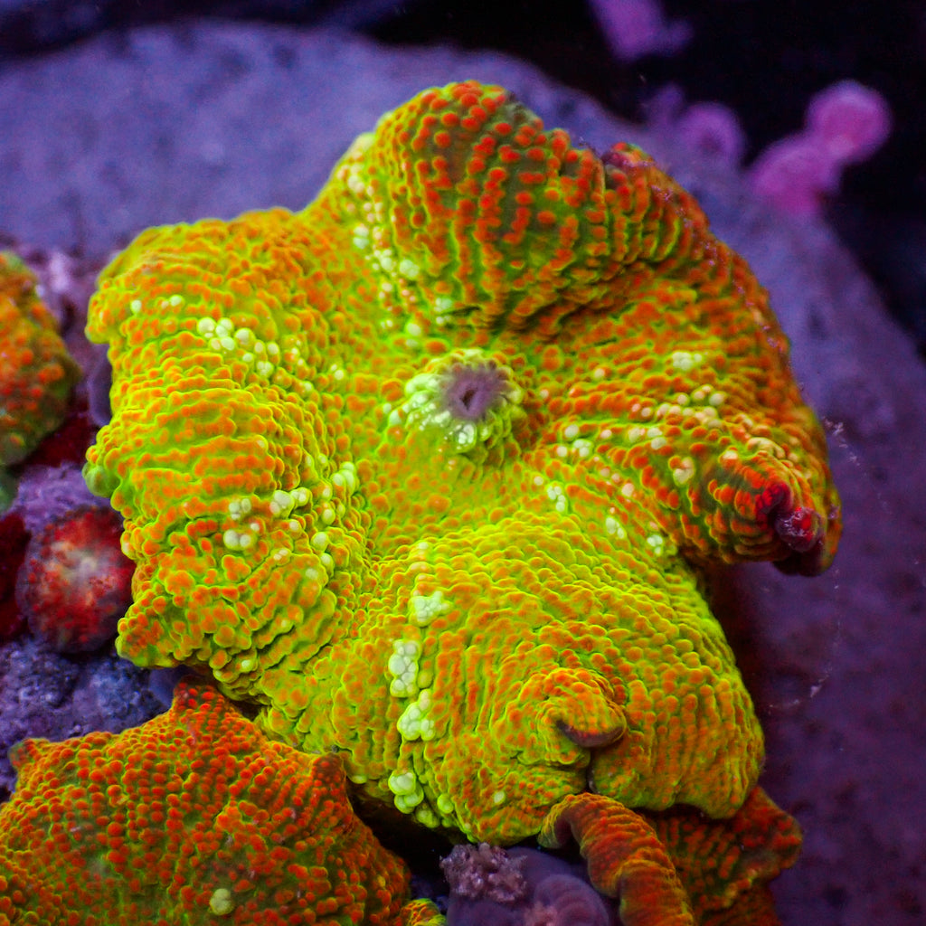 WYSIWYG Ultra Rainbow Blazin' Sun Discosoma Mushroom - Corals Anonymous