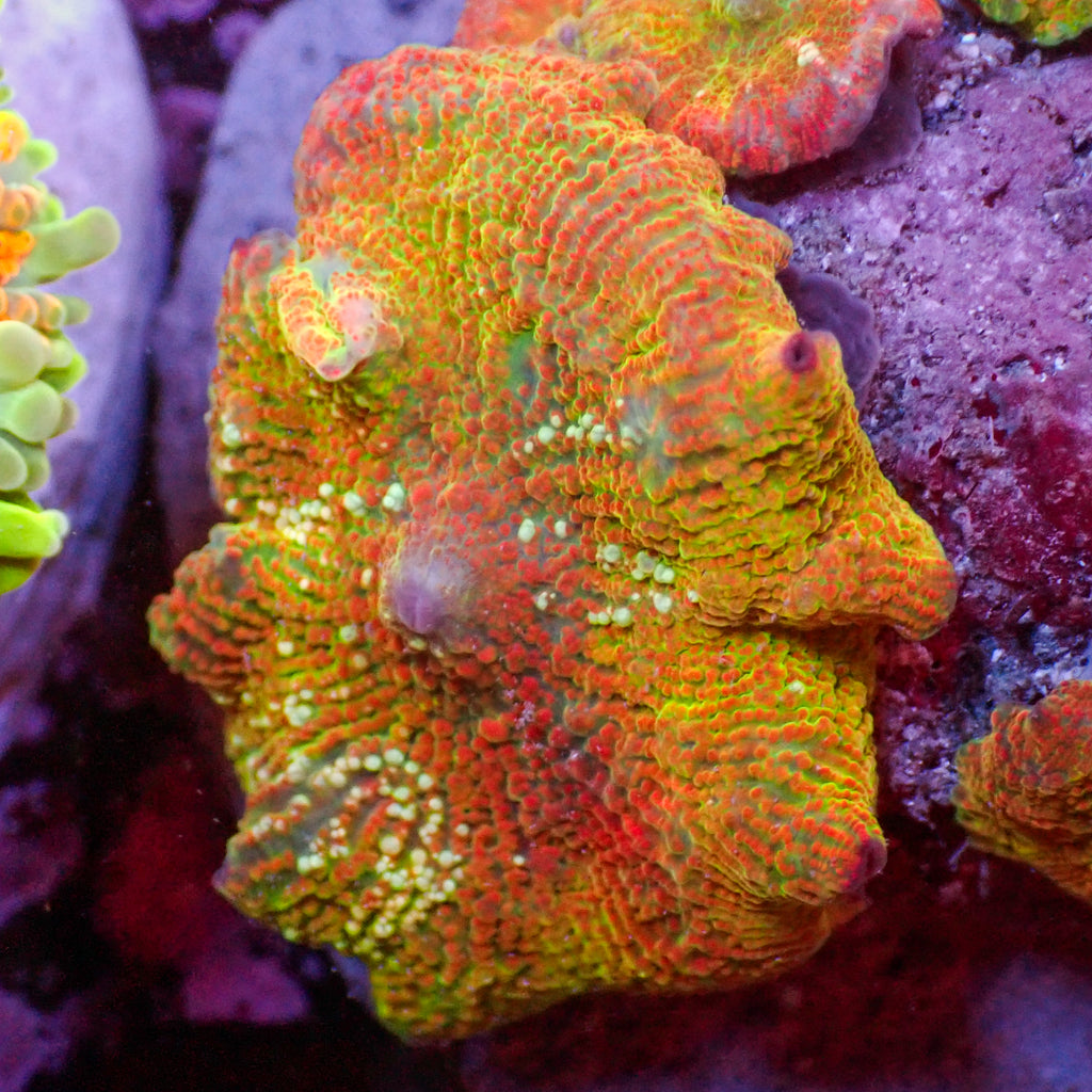 WYSIWYG Watermelon Swirl Jawbreaker Discosoma Mushroom - Corals Anonymous
