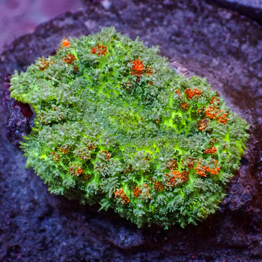 WYSIWYG Fireball Mojito Bounce Rhodactis Mushroom (1-2") - Corals Anonymous