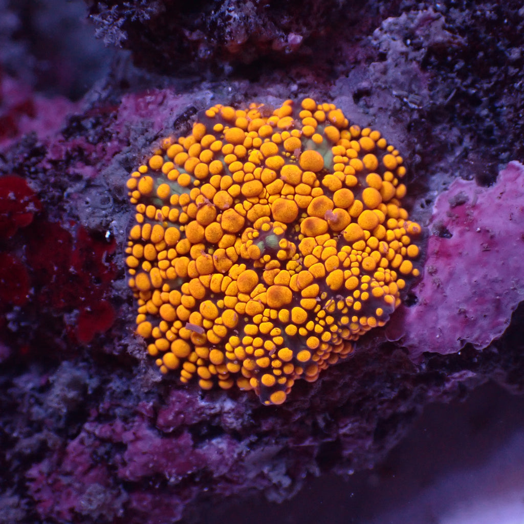 Gold Fever Discosoma Mushroom - Corals Anonymous