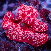 WYSIWYG Pink Speckled Bright Red Discosoma Mushroom - Corals Anonymous